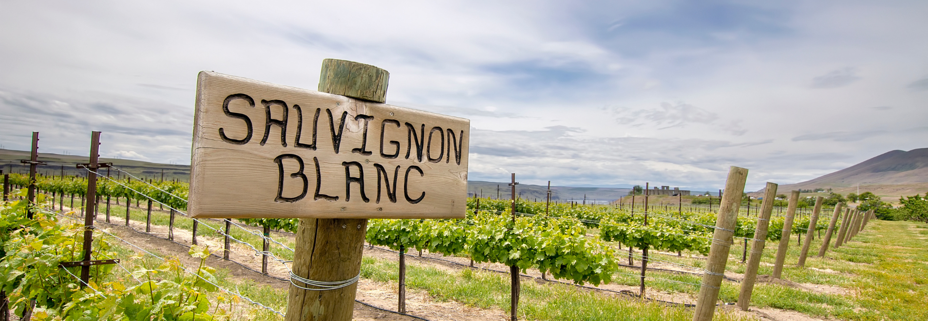 10 πράγματα που πρέπει να ξέρεις για το Sauvignon Blanc!